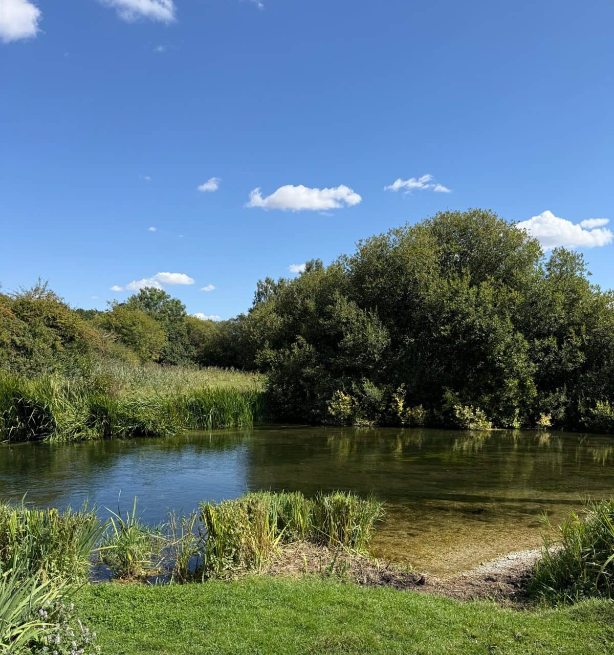 A clear river in summer